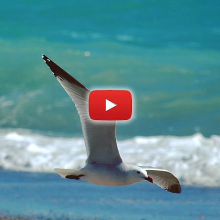 LAS GAVIOTAS